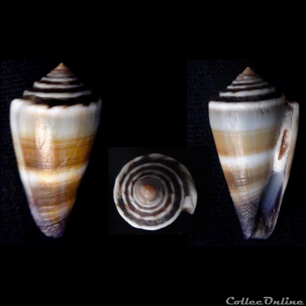 Lividoconus (Calamiconus) sugillatus (Reeve, 1844 coquillage fossile gastropodum lividoconus calamiconus sugillatus reeve 1844