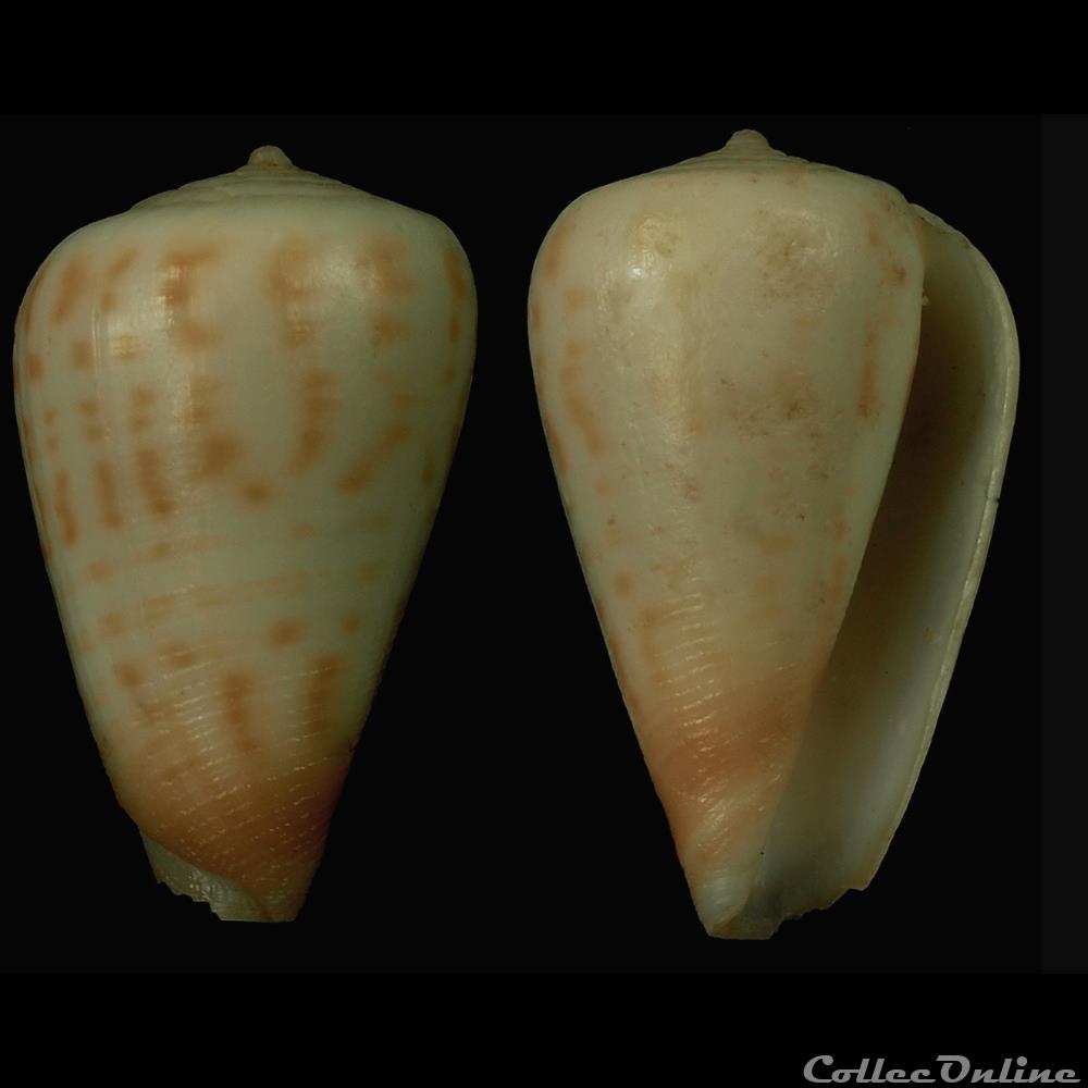 Floraconus mpenjatiensis Veldsman, 2016 coquillage fossile gastropodum floraconus mpenjatiensis veldsman 2016