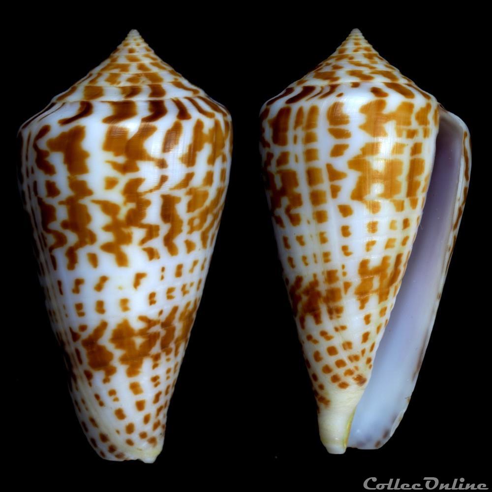 coquillage fossile gastropodum phasmoconus phasmoconus inscriptus reeve 1843