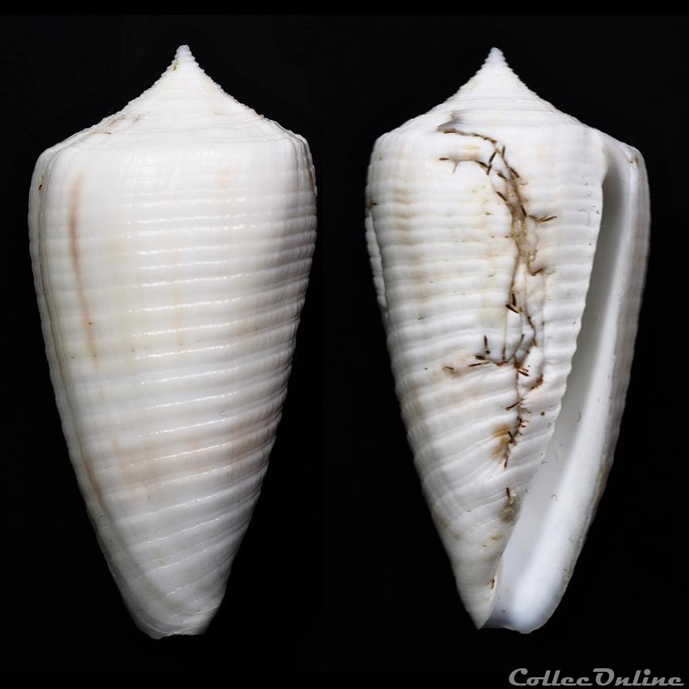 Phasmoconus quiquandoni, Lorenz & Barbier coquillage fossile gastropodum phasmoconus quiquandoni lorenz barbier