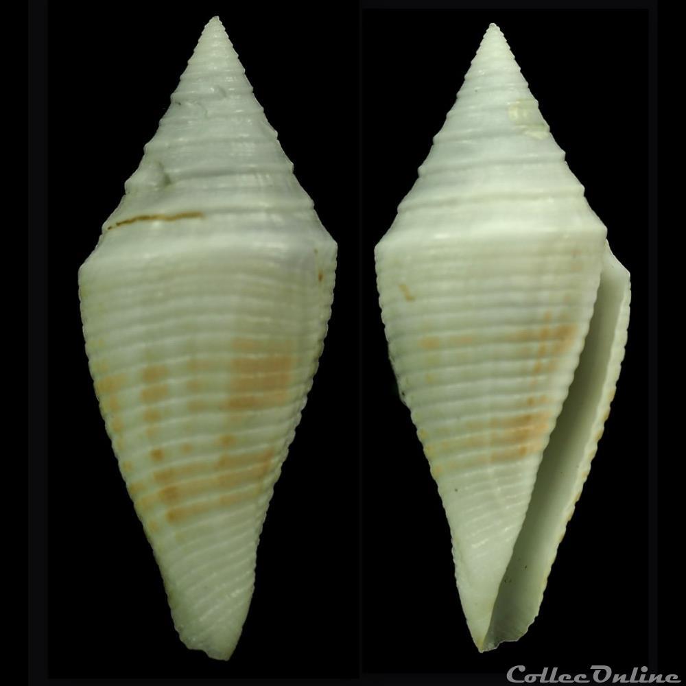 Turriconus (Turriconus) SP coquillage fossile gastropodum turriconus turriconus sp