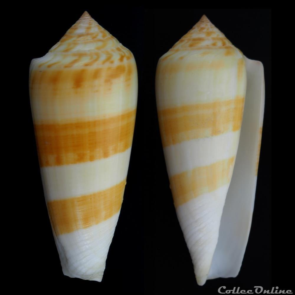 Pionoconus consors (Sowerby I, 1833) coquillage fossile gastropodum pionoconus consors sowerby i 1833
