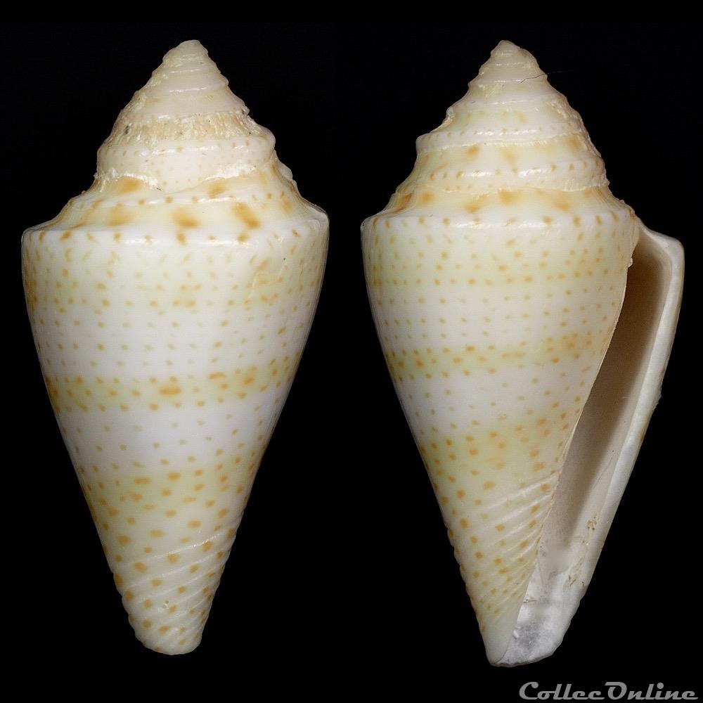 Kohniconus delessertii (Récluz, 1843) coquillage fossile gastropodum kohniconus delessertii recluz 1843
