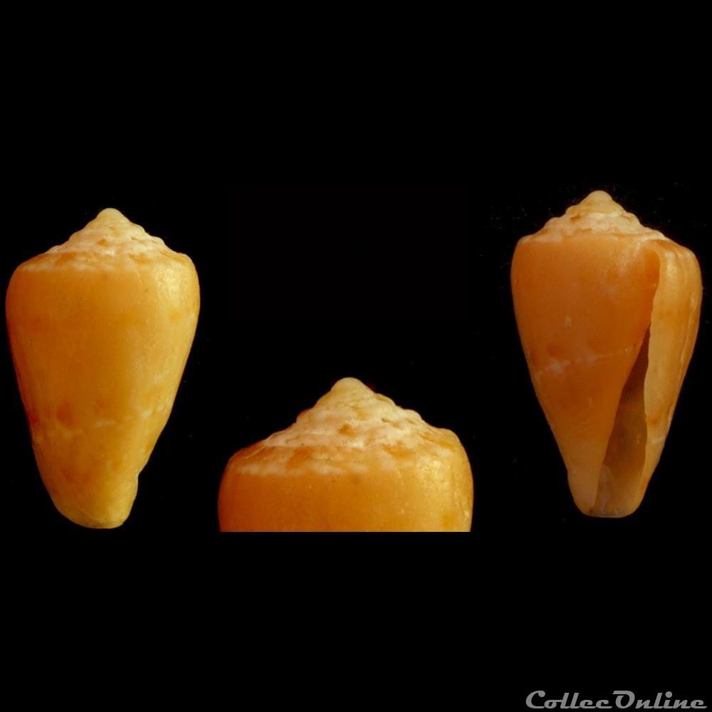 Parviconus rutilus (Cotton & Godfrey, 1932) coquillage fossile gastropodum parviconus rutilus cotton godfrey 1932