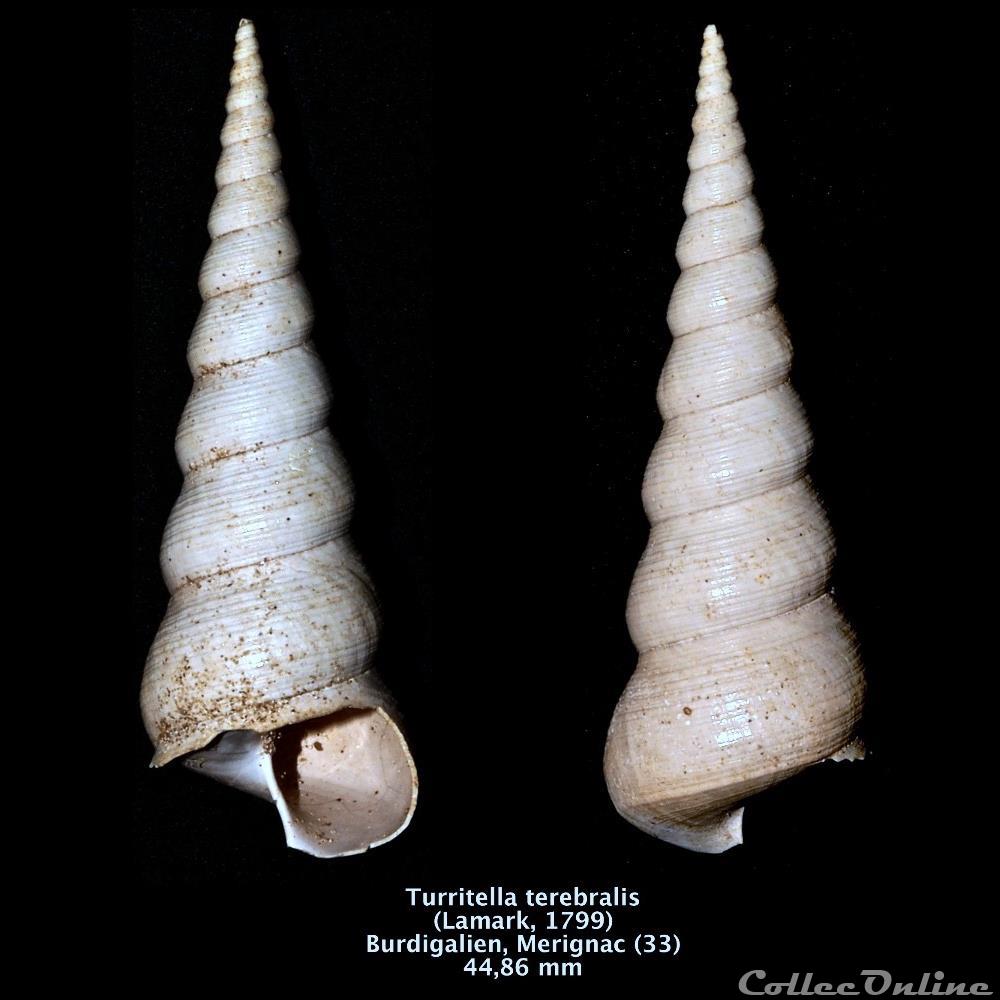 Turritella turris(Lamarck, 1799) coquillage fossile invertebre turritella turris lamarck 1799