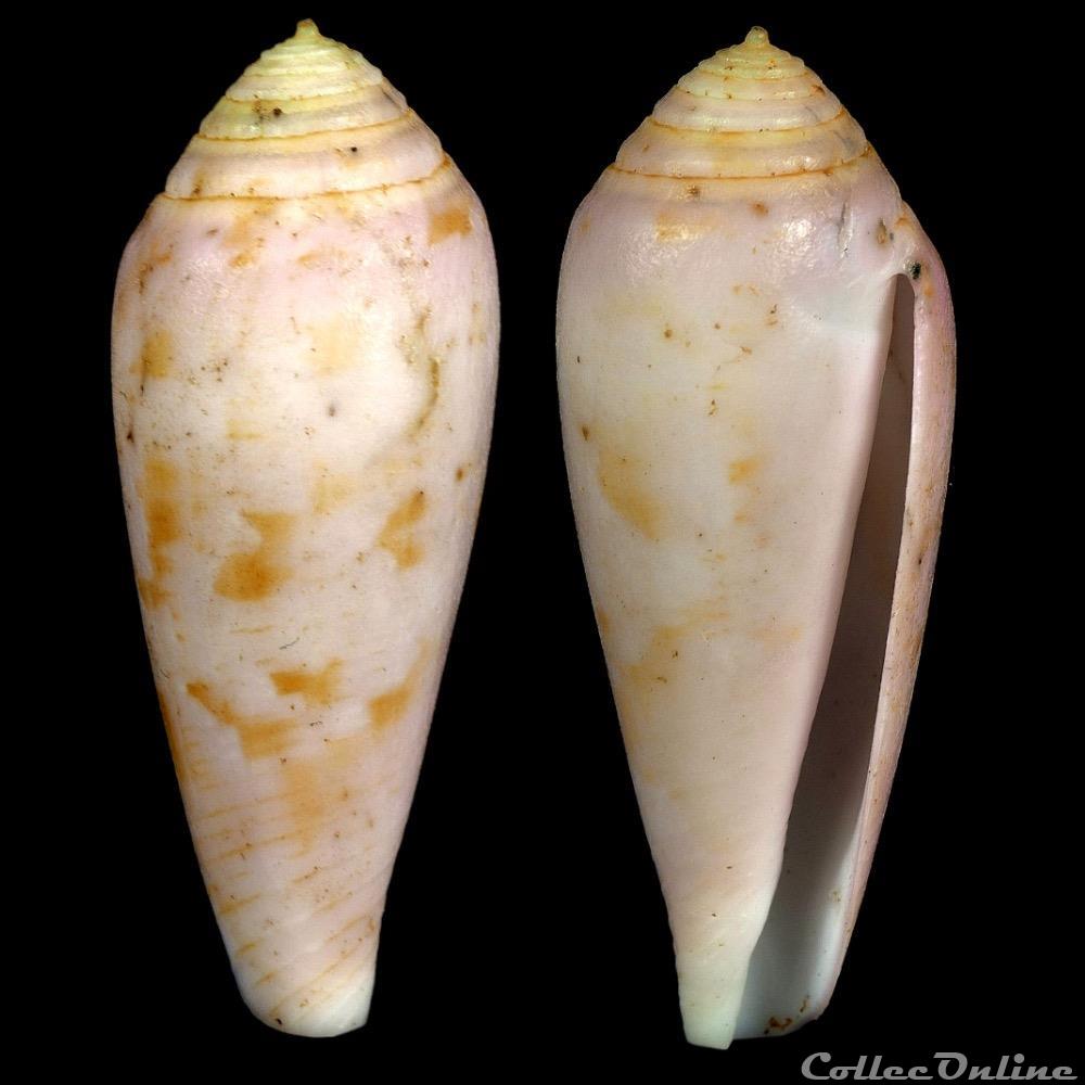 Kioconus (Isoconus) richardsae (Korn & Röckel, 1992) coquillage fossile gastropodum kioconus isoconus richardsae korn rockel 1992