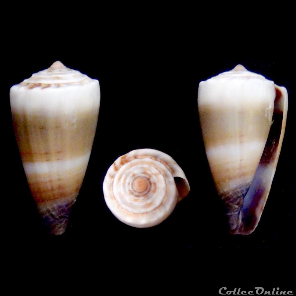Lividoconus (Calamiconus) muriculatus (Sowerby I & II, 1833) coquillage fossile gastropodum lividoconus calamiconus muriculatus sowerby i ii 1833