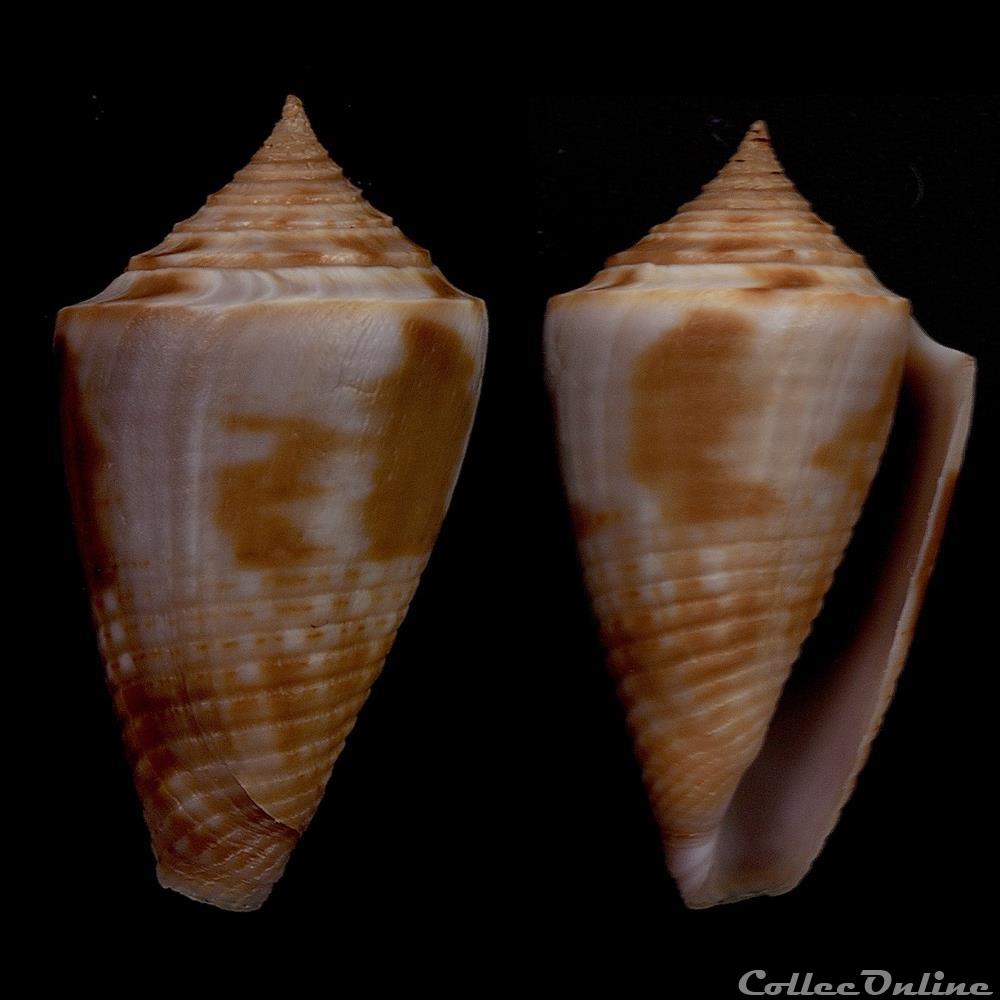 Jaspidiconus simonei Petuch & Myers, 2014 Holotype in coquillage fossile gastropodum jaspidiconus simonei petuch myers 2014 holotype in