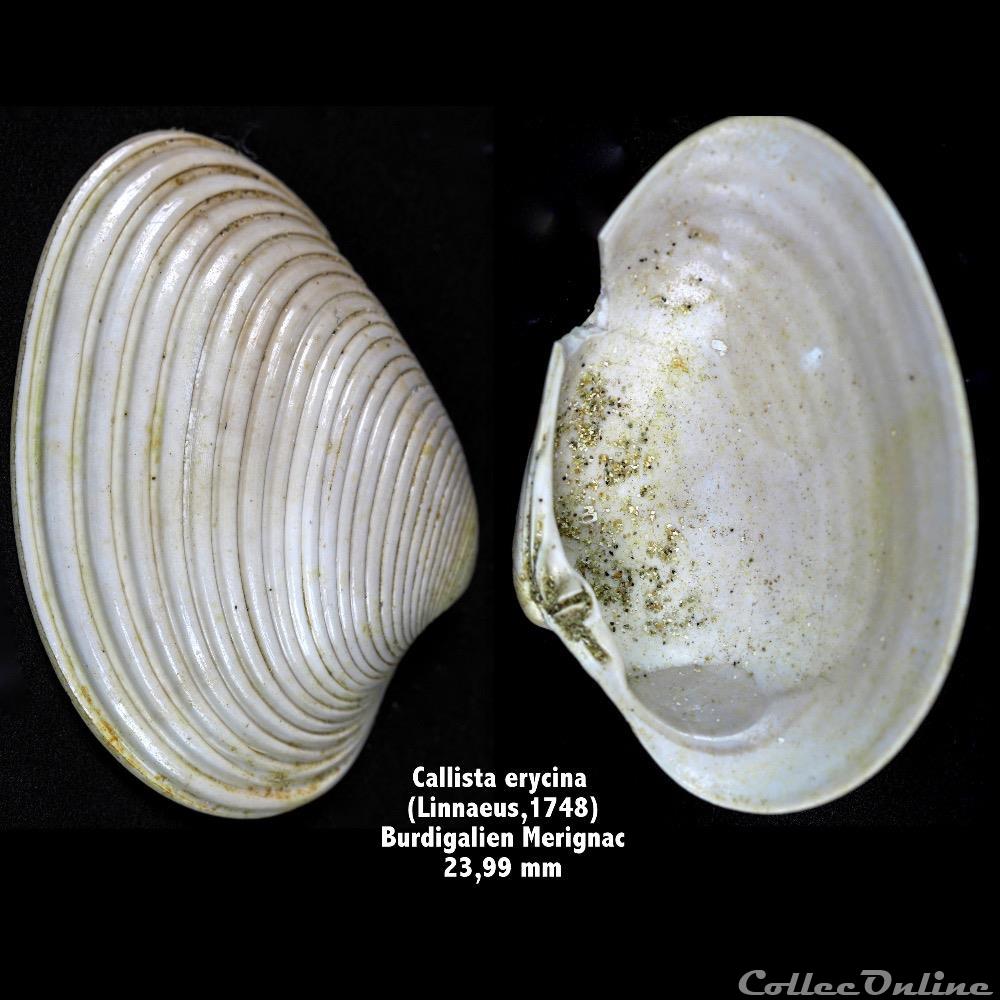 Callista erycina (Linnaeus,1748) coquillage fossile invertebre callista erycina linnaeus 1748