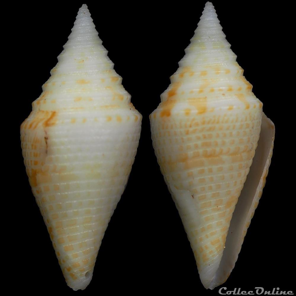 Turriconus (Turriconus) rizali (Olivera & Biggs, 2010) coquillage fossile gastropodum turriconus turriconus rizali olivera biggs 2010