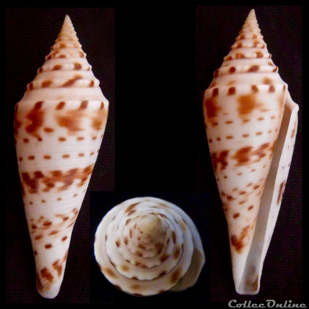 Fusions (Fusions) ichinoseanus (Kuroda, 1956) coquillage fossile gastropodum fusions fusions ichinoseanus kuroda 1956