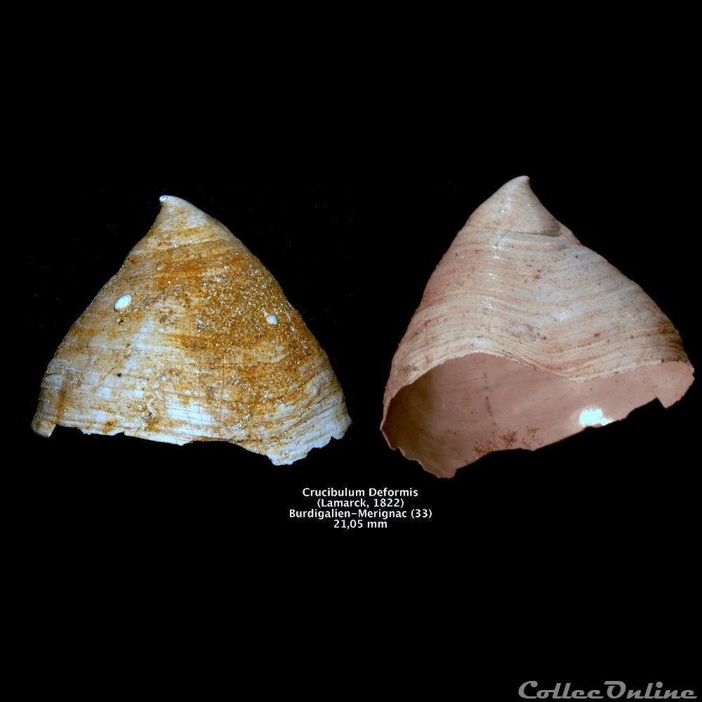 Crucibulum deformis (Lamark, 1822) coquillage fossile invertebre crucibulum deformis lamark 1822
