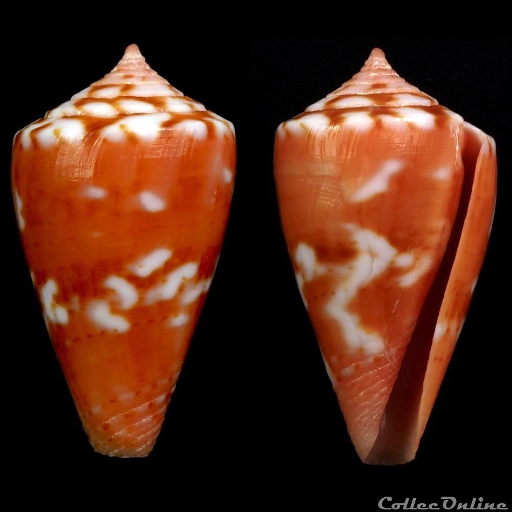 Dauciconus (Purpuriconus) mauricioi (Coltro, 2004) coquillage fossile gastropodum dauciconus purpuriconus mauricioi coltro 2004