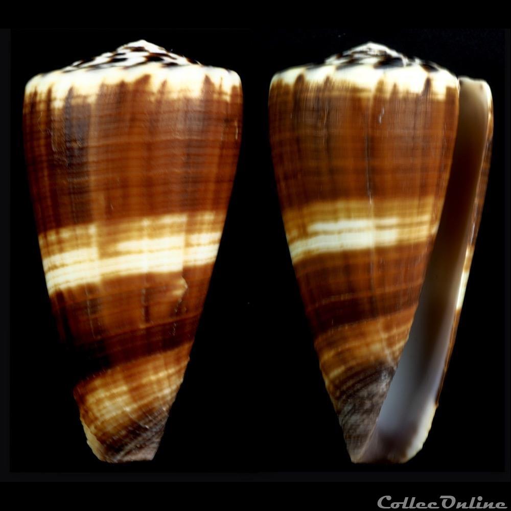 Strategoconus (Vituliconus) ferrugineus (Hwass in Bruguière, 1792) coquillage fossile gastropodum strategoconus vituliconus ferrugineus hwass in bruguiere 1792