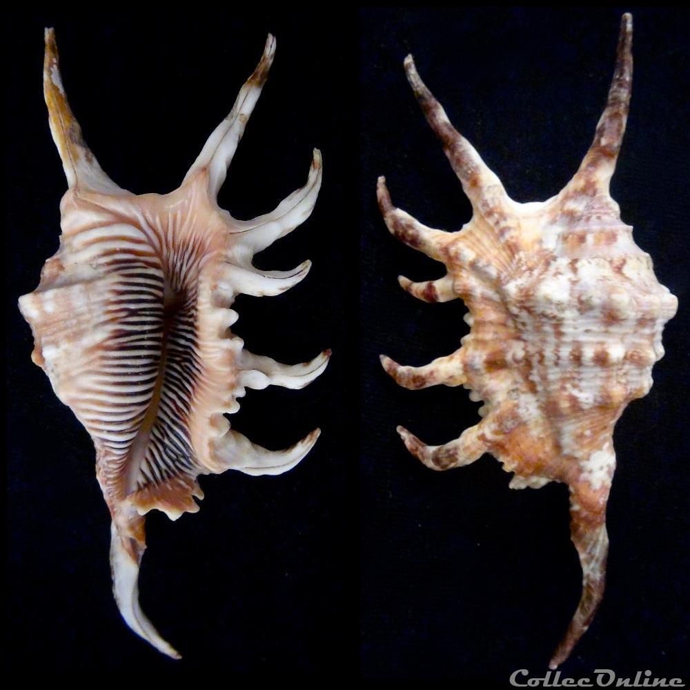 Lambis robusta (Swainson, 1821) - Shells & Fossils - Gastropoda