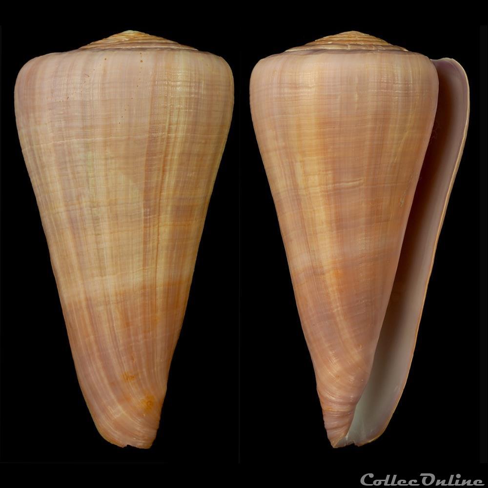 Virgiconus berdulinus (Veillard, 1972) coquillage fossile gastropodum virgiconus berdulinus veillard 1972