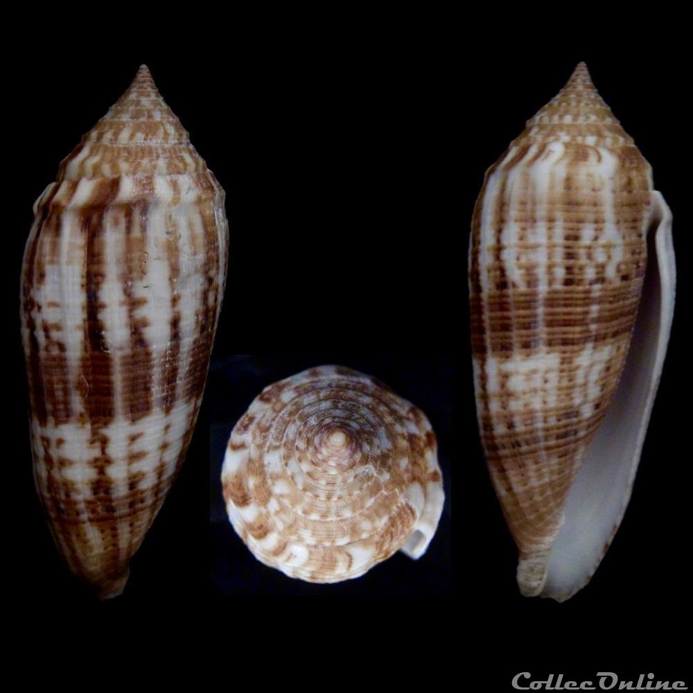Phasmoconus (Phasmoconus) australis (Holten, 1802) coquillage fossile gastropodum phasmoconus phasmoconus australis holten 1802