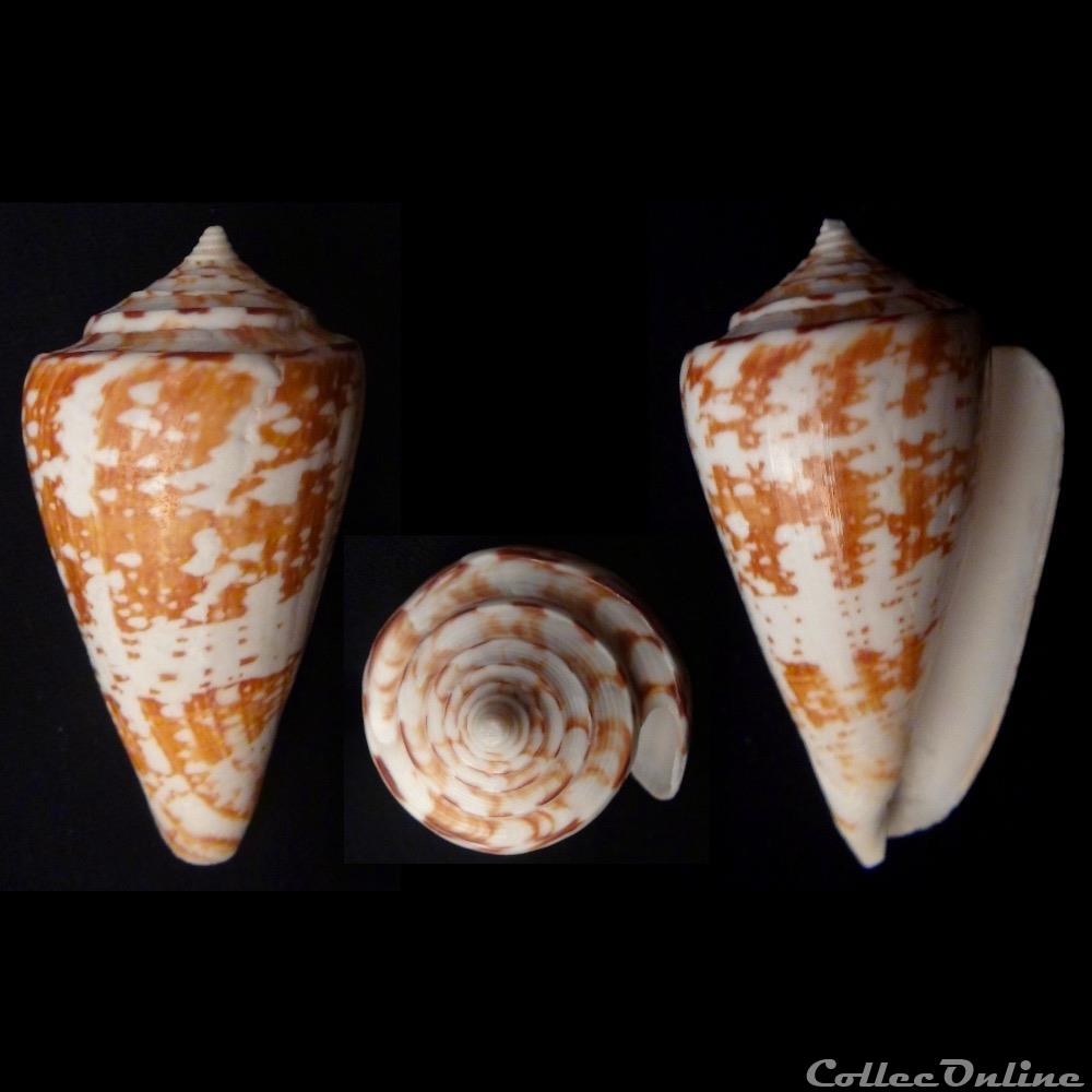coquillage fossile gastropodum leptoconus amadis gmelin 1791