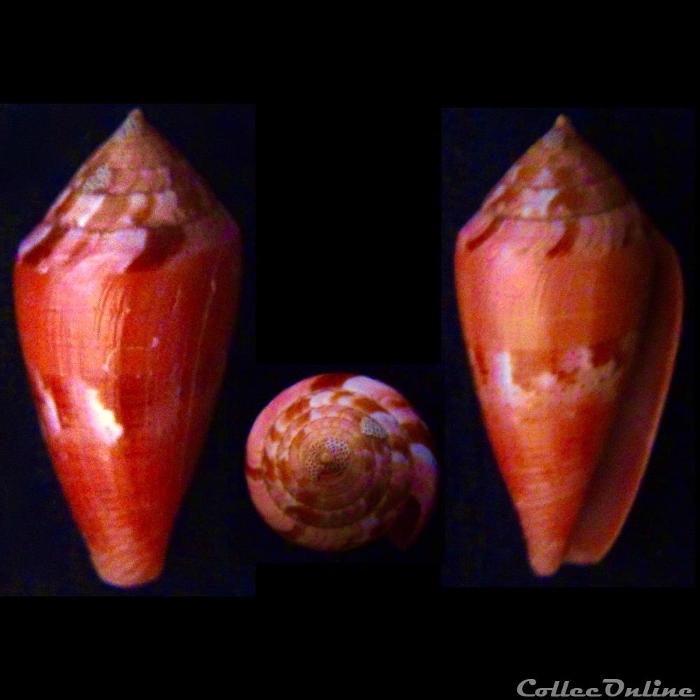 coquillage fossile gastropodum kioconus isoconus corallinus kiener 1845