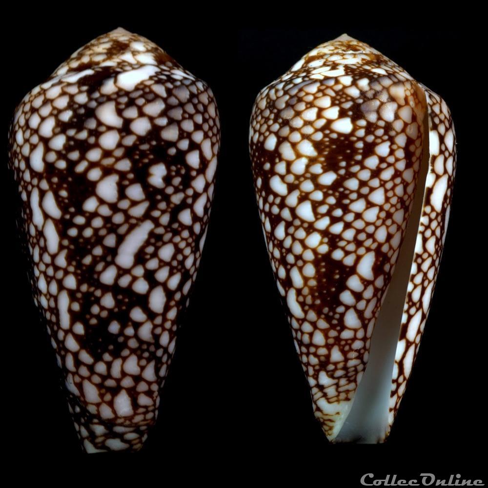 Darioconus pennaceus rubropennatus (da Motta, 1982) coquillage fossile gastropodum darioconus pennaceus rubropennatus da motta 1982