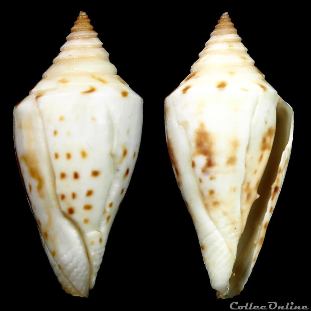 Dauciconus (Dauciconus) largillierti (Kiener, 1845) coquillage fossile gastropodum dauciconus dauciconus largillierti kiener 1845