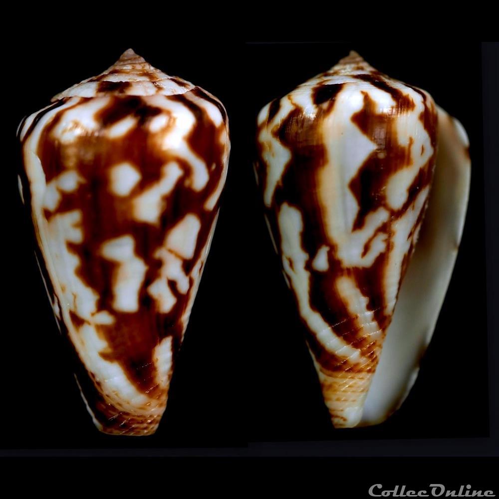 coquillage fossile gastropodum lautoconus lautoconus pineaui pin leung tak 1989