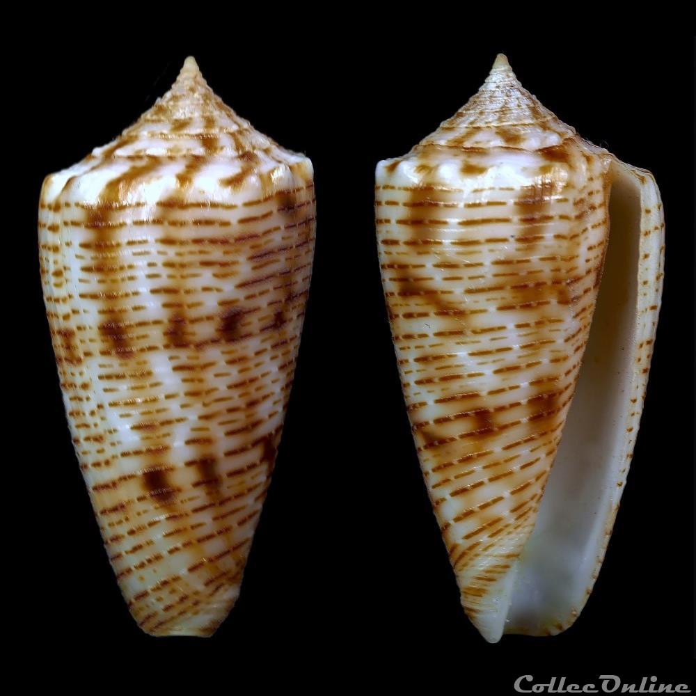 Phasmoconus (Fulgiconus) proximus (Sowerby II, 1859) coquillage fossile gastropodum phasmoconus fulgiconus proximus sowerby ii 1859