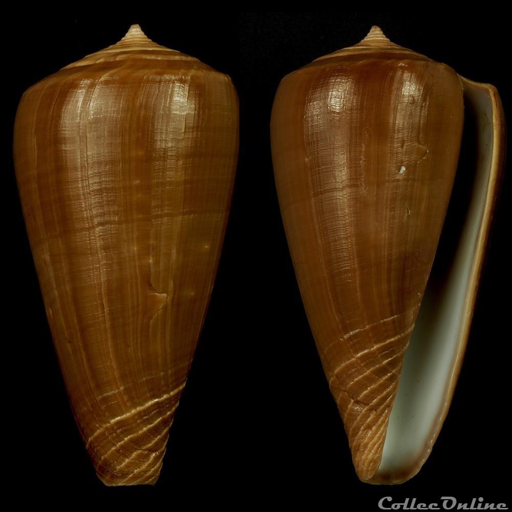 Rhizoconus concolor (Sowerby II, 1841) coquillage fossile gastropodum rhizoconus concolor sowerby ii 1841