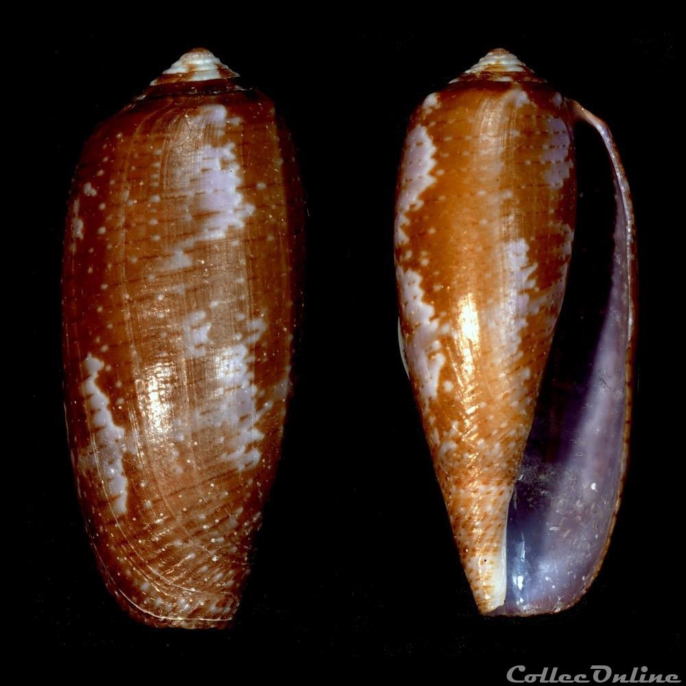Gastridium obscurum (Sowerby I & II, 1833) coquillage fossile gastropodum gastridium obscurum sowerby i ii 1833
