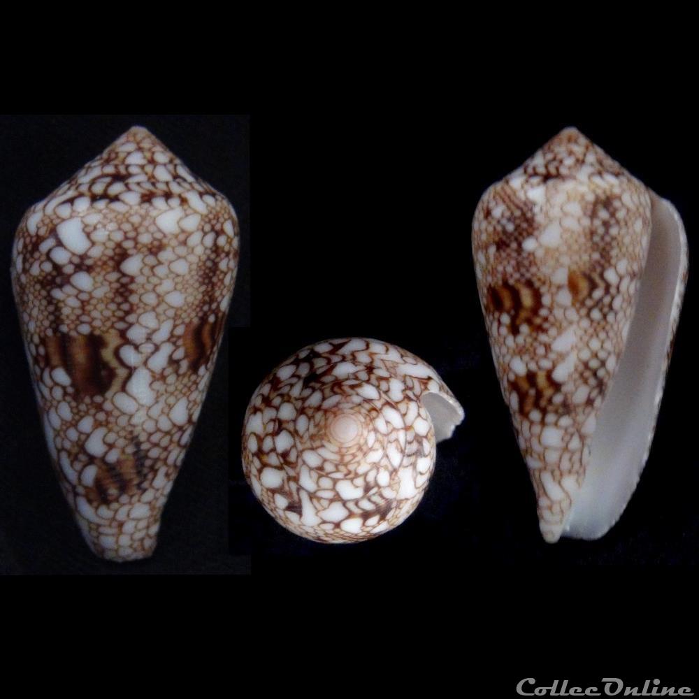 Cylindrus canonicus (Hwass, 1792) coquillage fossile gastropodum cylindrus canonicus hwass 1792