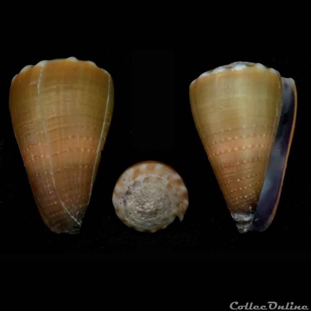 Lividoconus (Lividoconus) sanguinolentus (Quoy & Gaimard, 1834) coquillage fossile gastropodum lividoconus lividoconus sanguinolentus quoy gaimard 1834