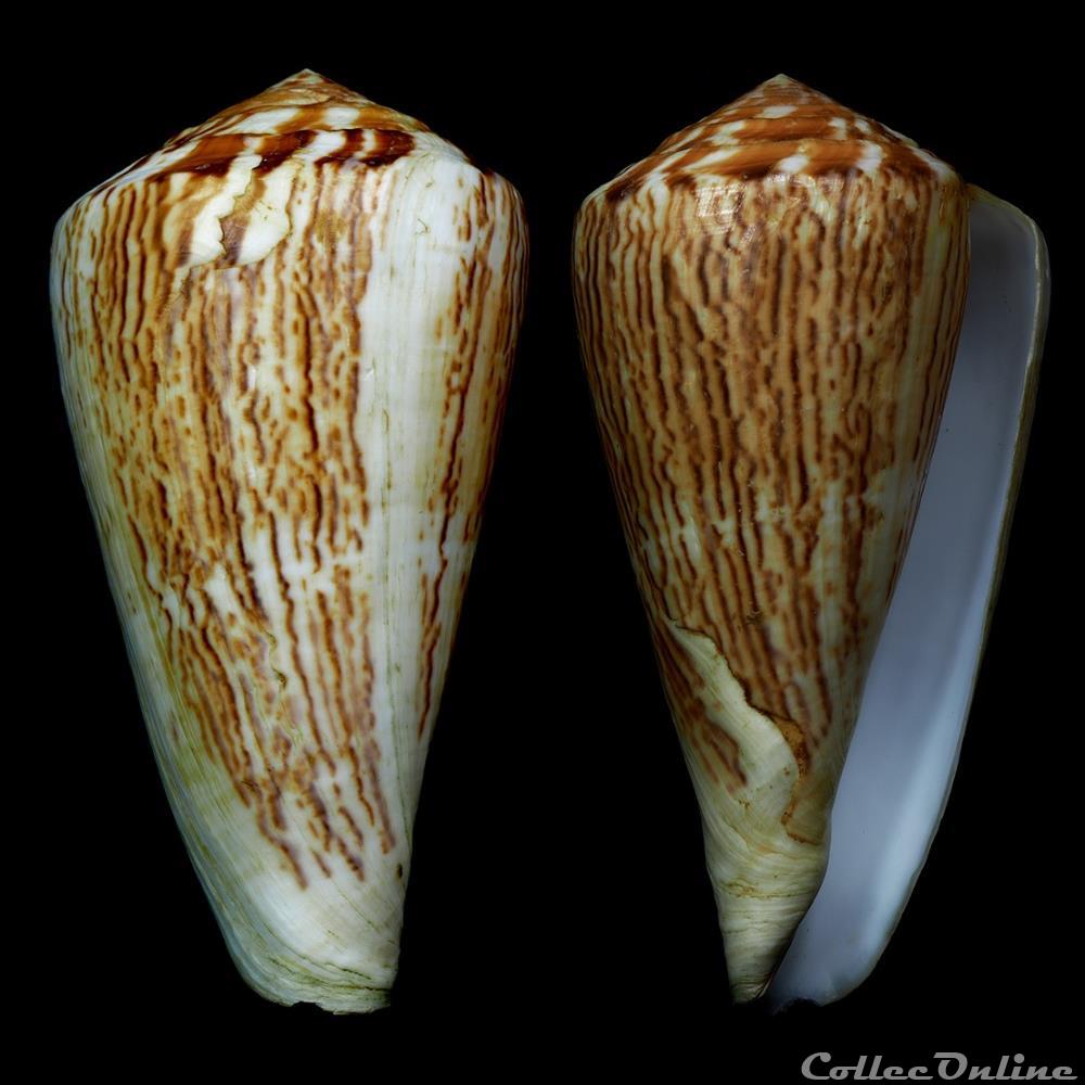 Rhizoconus vexillum sumatrensis (Hwass in Bruguière, 1792) coquillage fossile gastropodum rhizoconus vexillum sumatrensis hwass in bruguiere 1792