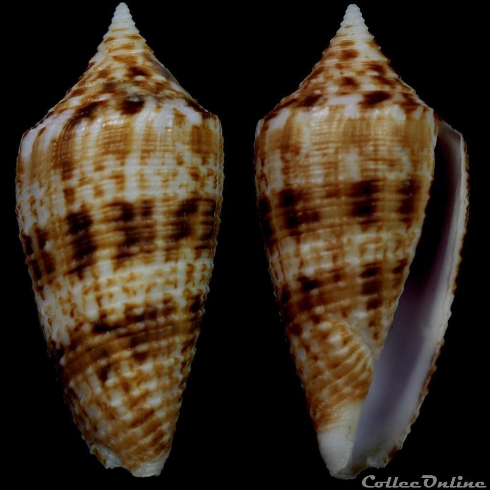 Phasmoconus (Phasmoconus) indomaris Bozze , 2014 coquillage fossile gastropodum phasmoconus phasmoconus indomaris bozze 2014