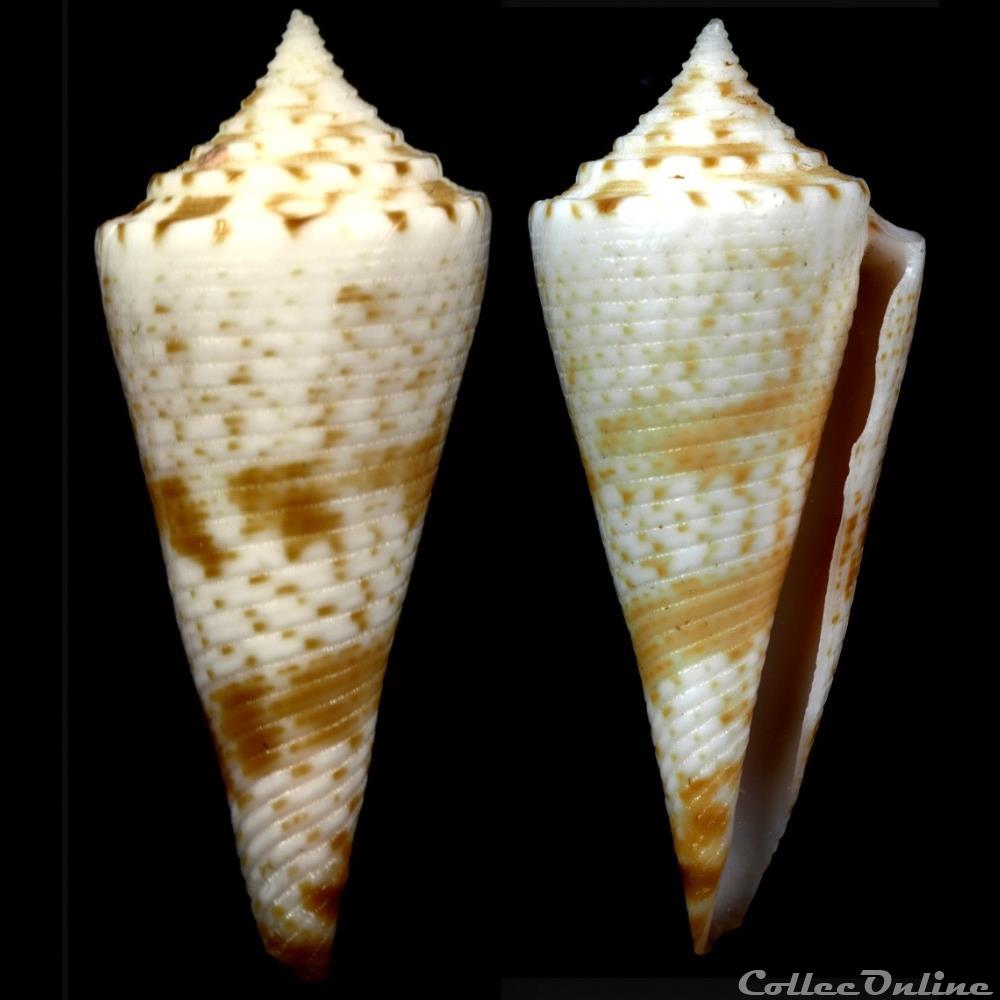 Fusiconus (Bathyconus) saecularis (Melvill, 1898) coquillage fossile gastropodum fusiconus bathyconus saecularis melvill 1898