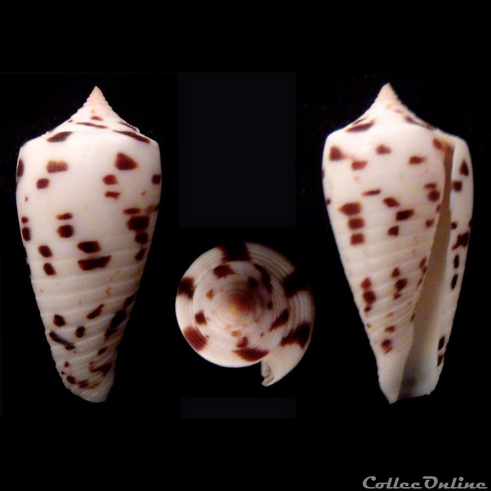Phasmoconus (Phasmoconus) zapatosensis (Röckel, 1987) coquillage fossile gastropodum phasmoconus phasmoconus zapatosensis rockel 1987