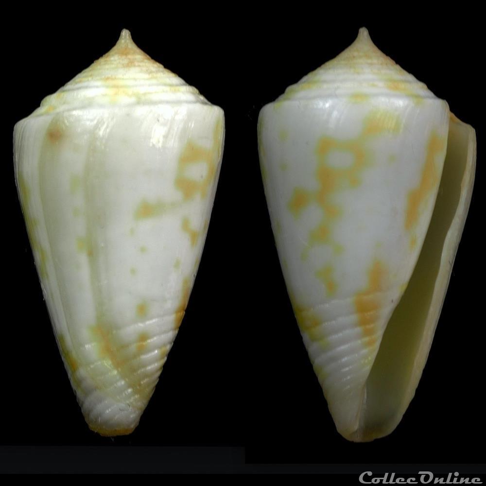 coquillage fossile gastropodum dauciconus dauciconus flavescens sowerby i 1834