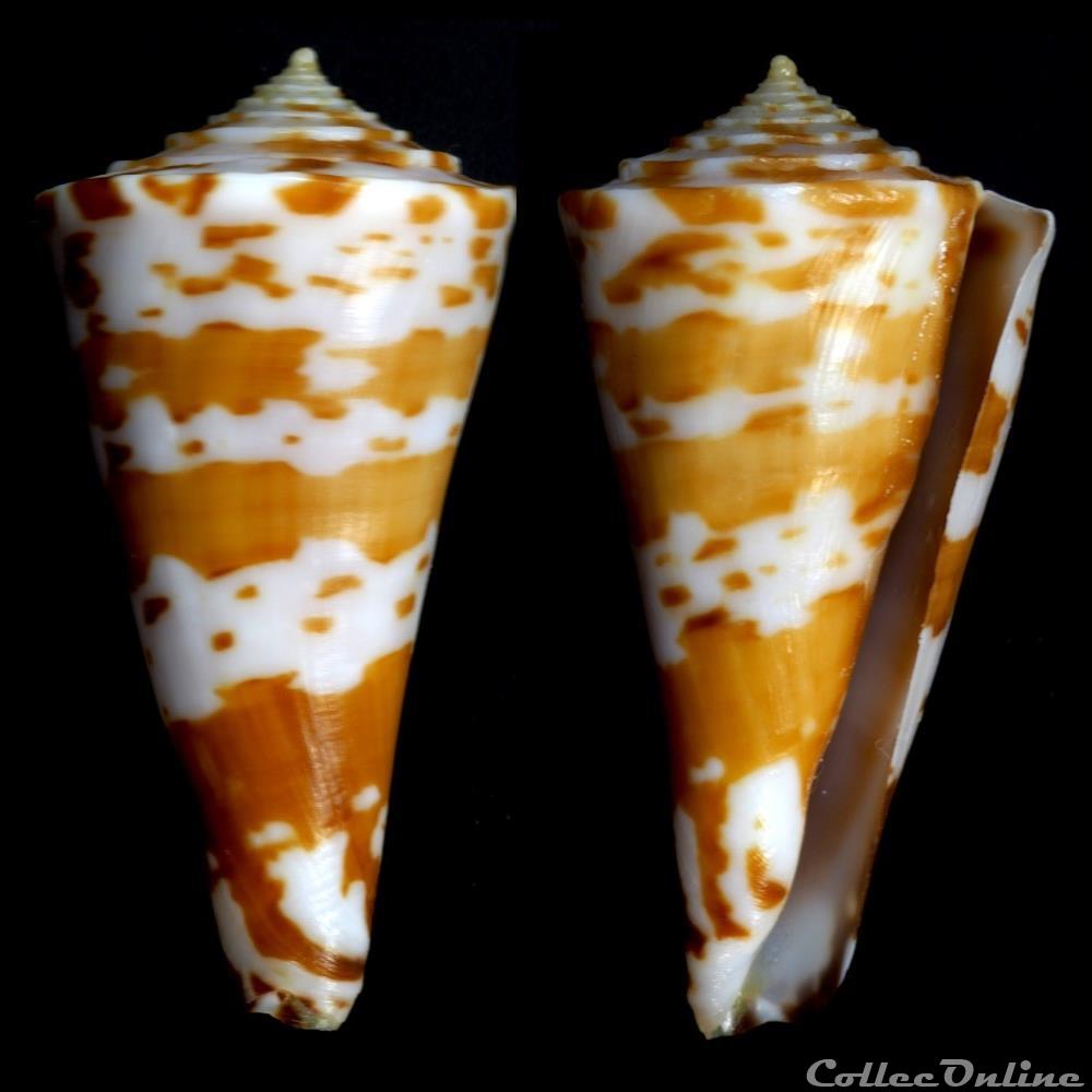 Papyriconus sculletti (Marsh, 1962) coquillage fossile gastropodum papyriconus sculletti marsh 1962
