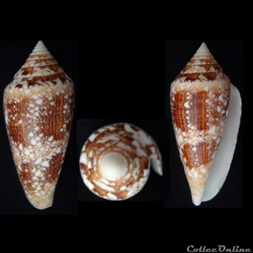 coquillage fossile gastropodum cylindrus telatus reeve 1848