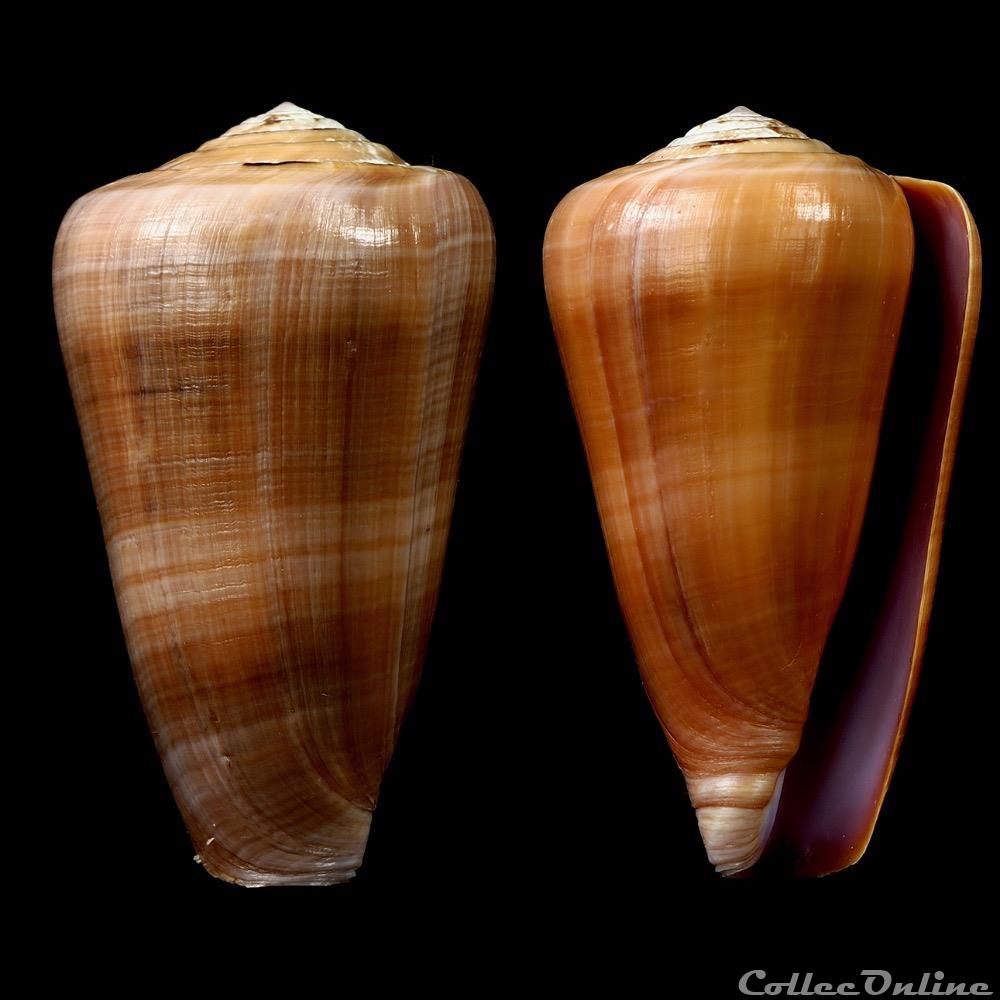 Darioconus pennaceus lohri (Kilburn, 1972) coquillage fossile gastropodum darioconus pennaceus lohri kilburn 1972