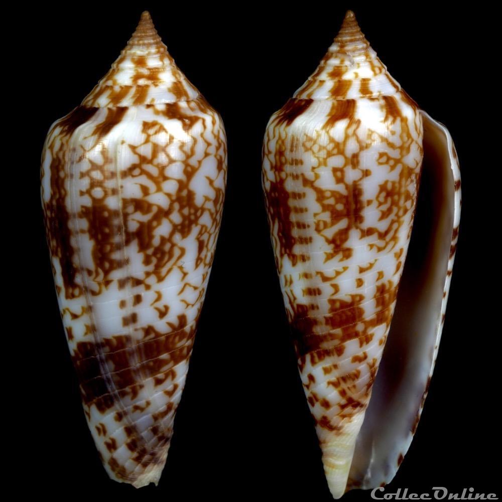coquillage fossile gastropodum phasmoconus phasmoconus lienardi bernardi crosse 1861
