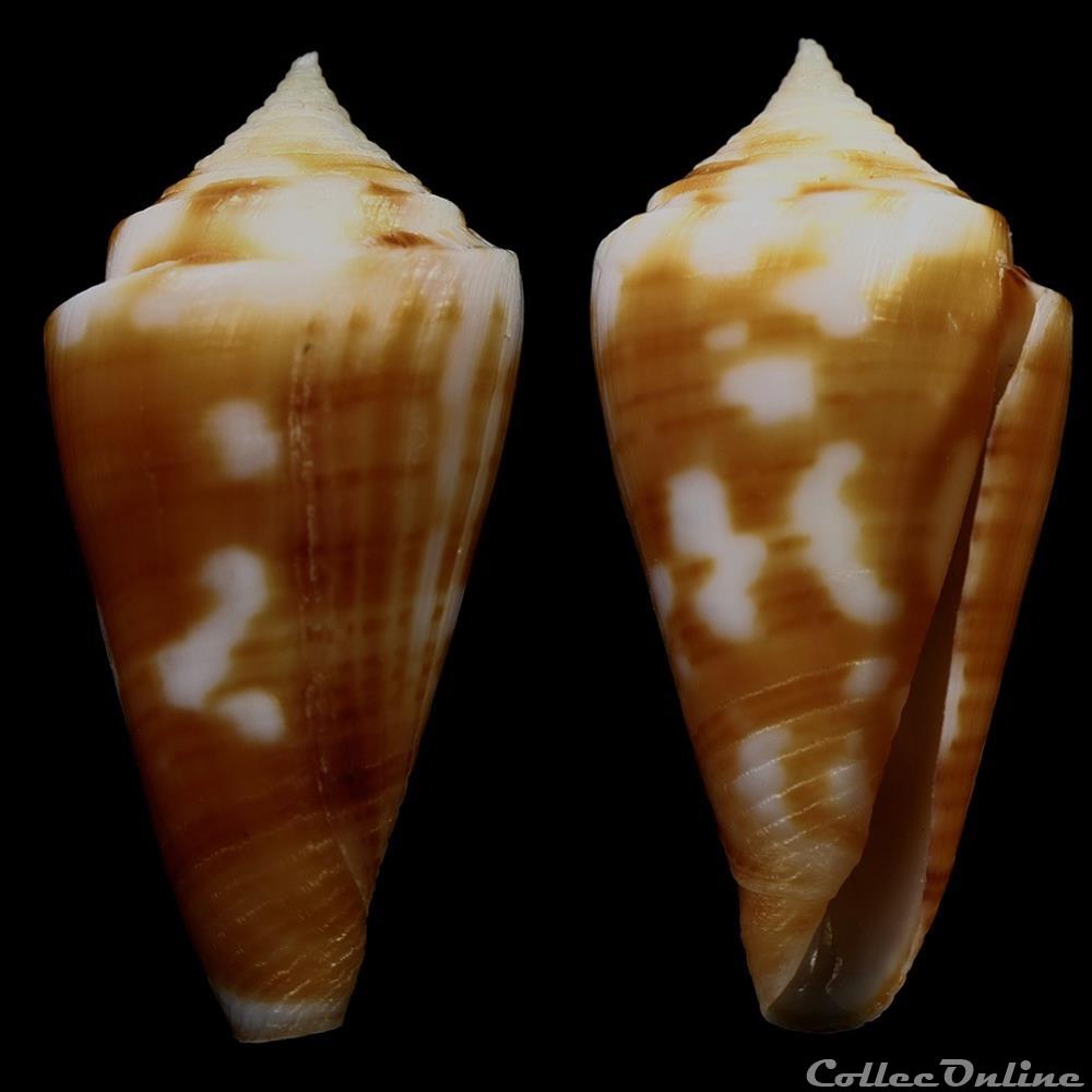 coquillage fossile gastropodum dauciconus dauciconus flavescens sowerby i 1834