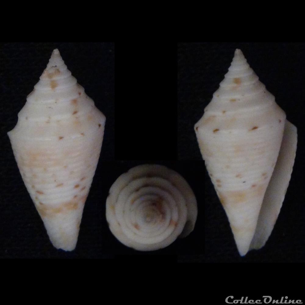 coquillage fossile gastropodum conasprella memiae habe kosuge 1970
