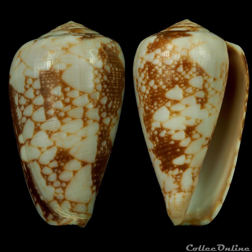 Darioconus pennaceus bazarutensis (Fernandes & Monteiro, 1988) coquillage fossile gastropodum darioconus pennaceus bazarutensis fernandes monteiro 1988