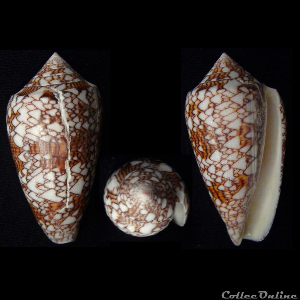 Cylindrus textile (Linnaeus, 1758) coquillage fossile gastropodum cylindrus textile linnaeus 1758