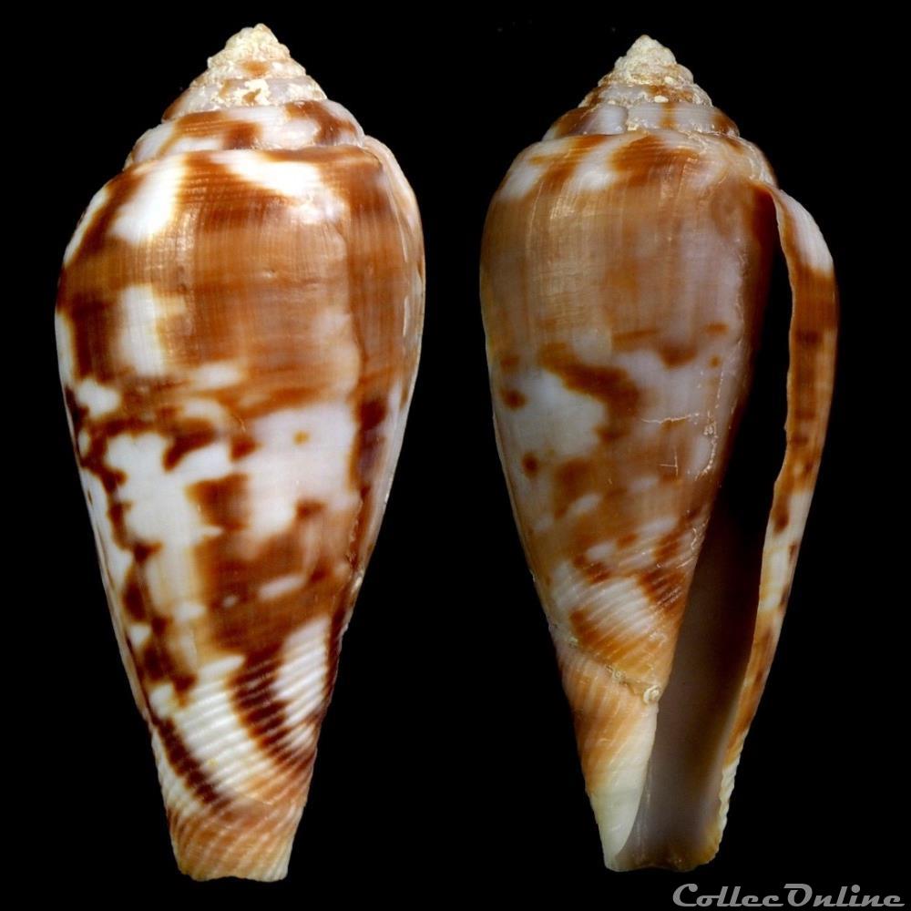 coquillage fossile gastropodum floraconus floraconus mozambicus hwass in bruguiere 1792