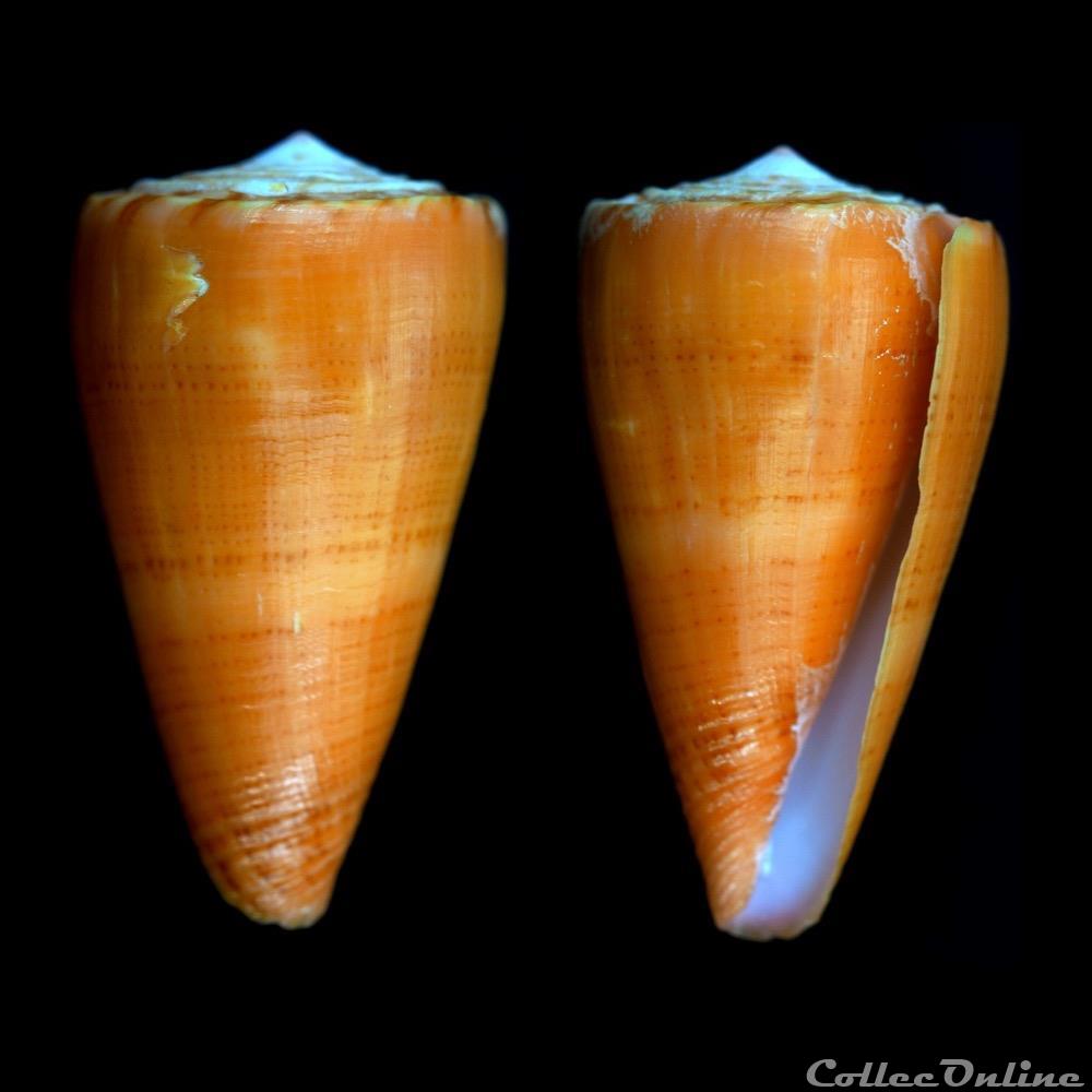 Dauciconus (Dauciconus) daucus (Hwass in Bruguière, 1792) coquillage fossile gastropodum dauciconus dauciconus daucus hwass in bruguiere 1792