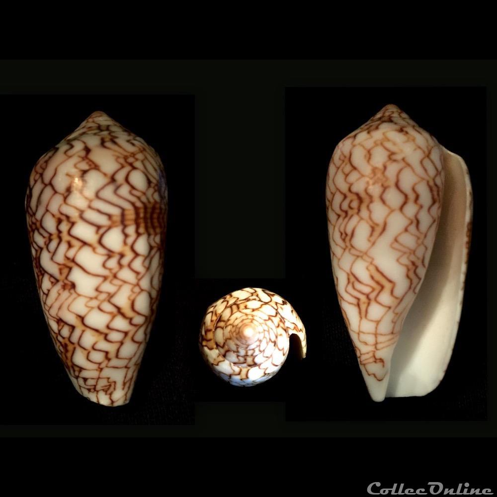 Cylindrus archiepiscopus f. concatenatus (Kiener, 1845) coquillage fossile gastropodum cylindrus archiepiscopus f concatenatus kiener 1845