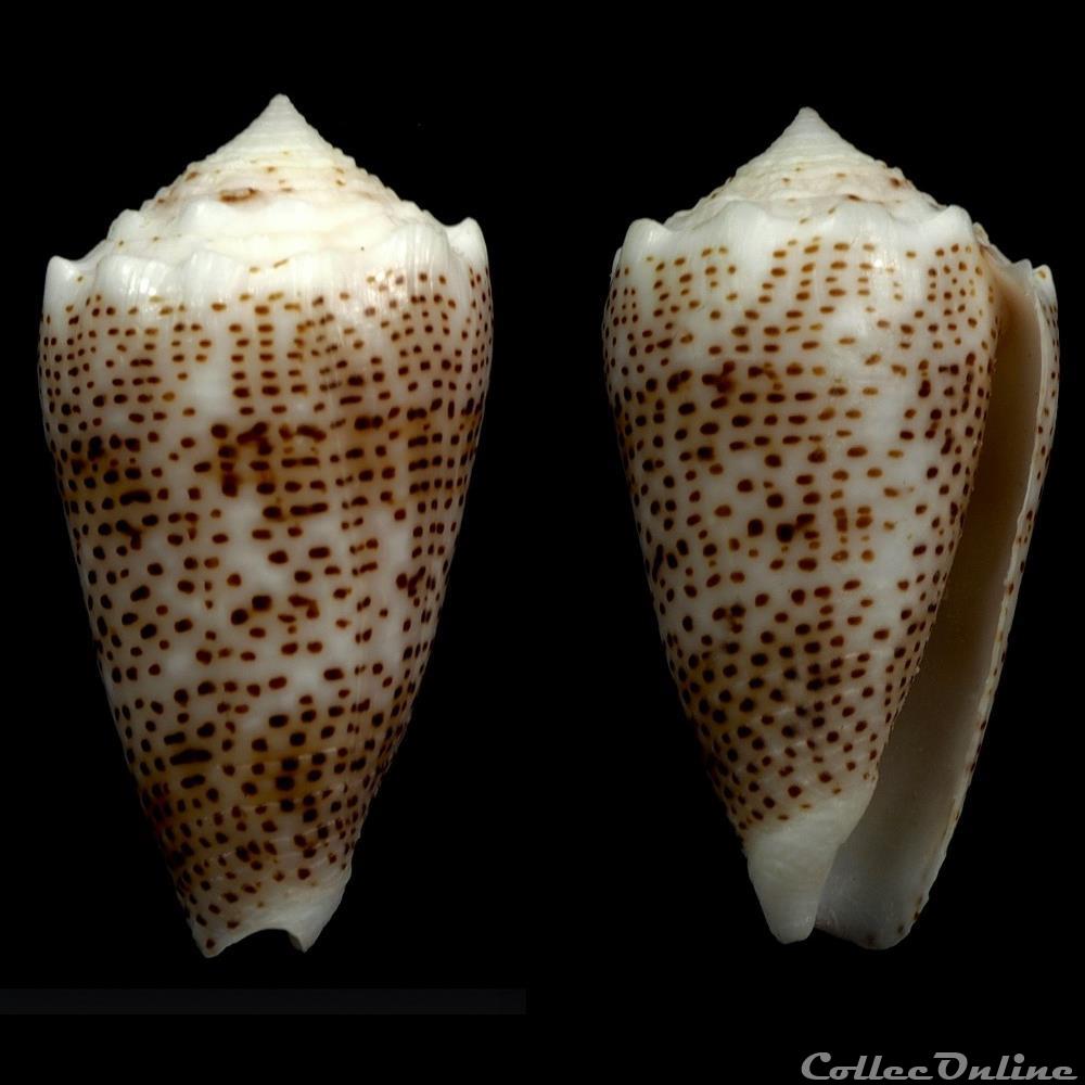 Puncticulis arenatus bizona (Coomans, Moolenbeck &, Wils, 1981) coquillage fossile gastropodum puncticulis arenatus bizona coomans moolenbeck wils 1981