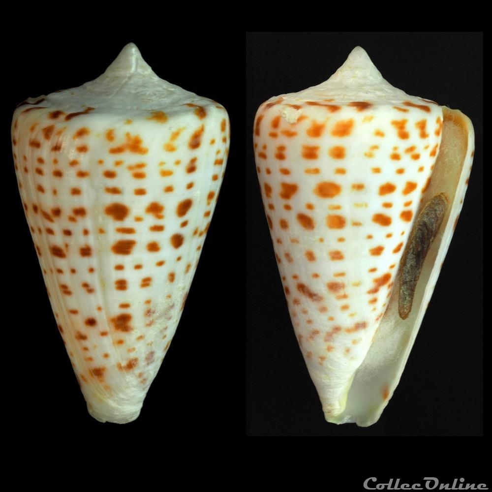Lindaconus atlanticus (Clench, 1942)) coquillage fossile gastropodum lindaconus atlanticus clench 1942