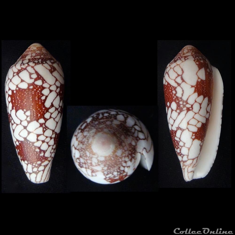Darioconus omaria (Hwass in Bruguière, 1792) coquillage fossile gastropodum darioconus omaria hwass in bruguiere 1792